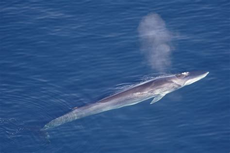 fin whale species